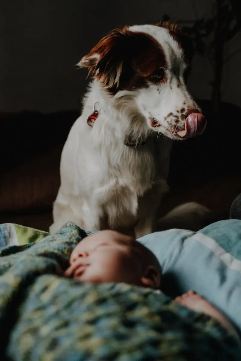 Neugeborenenshooting zu Hause mit Hund