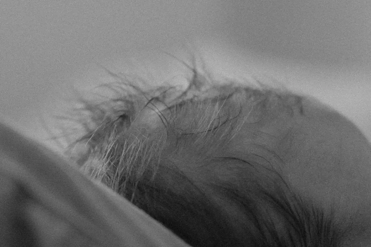 Detailaufnahme der Babyhaare beim Neugeborenenshooting